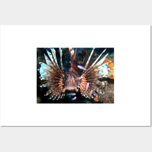 Caribbean Lion Fish guarding the Coral Reef Posters and Art